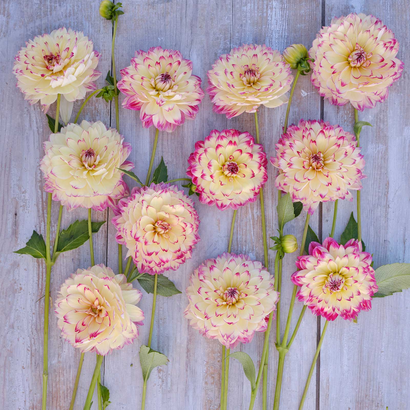 Aphrodite Dahlias freshly picked displayed on a wooded surface.