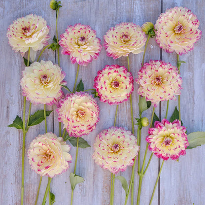 Aphrodite Dahlias freshly picked displayed on a wooded surface.