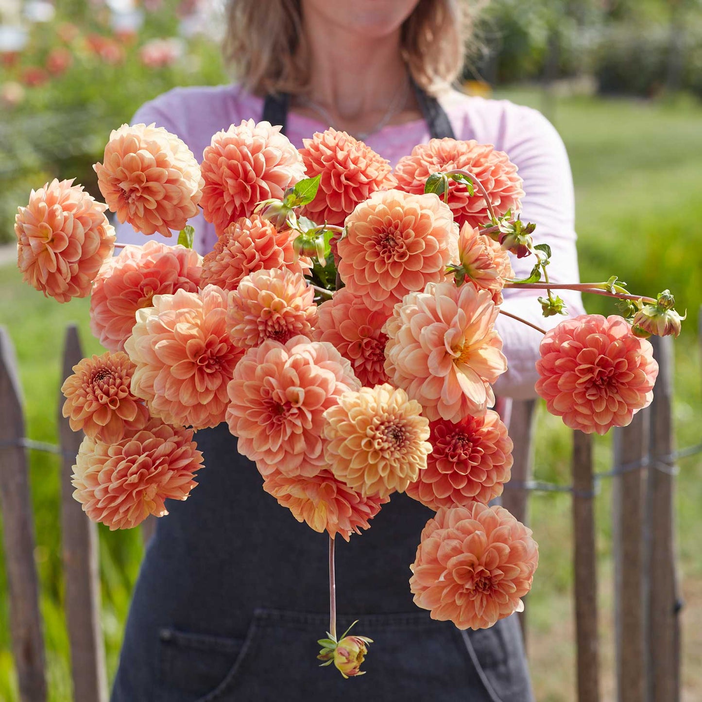 A person holding a bouquet of Apricona dahlia flowers in a garden setting.
