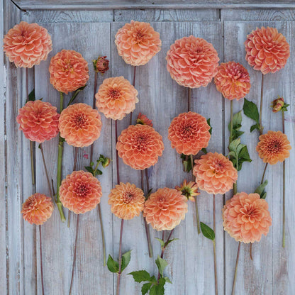 Apricona Dahlias freshly picked displayed on a wooded surface.