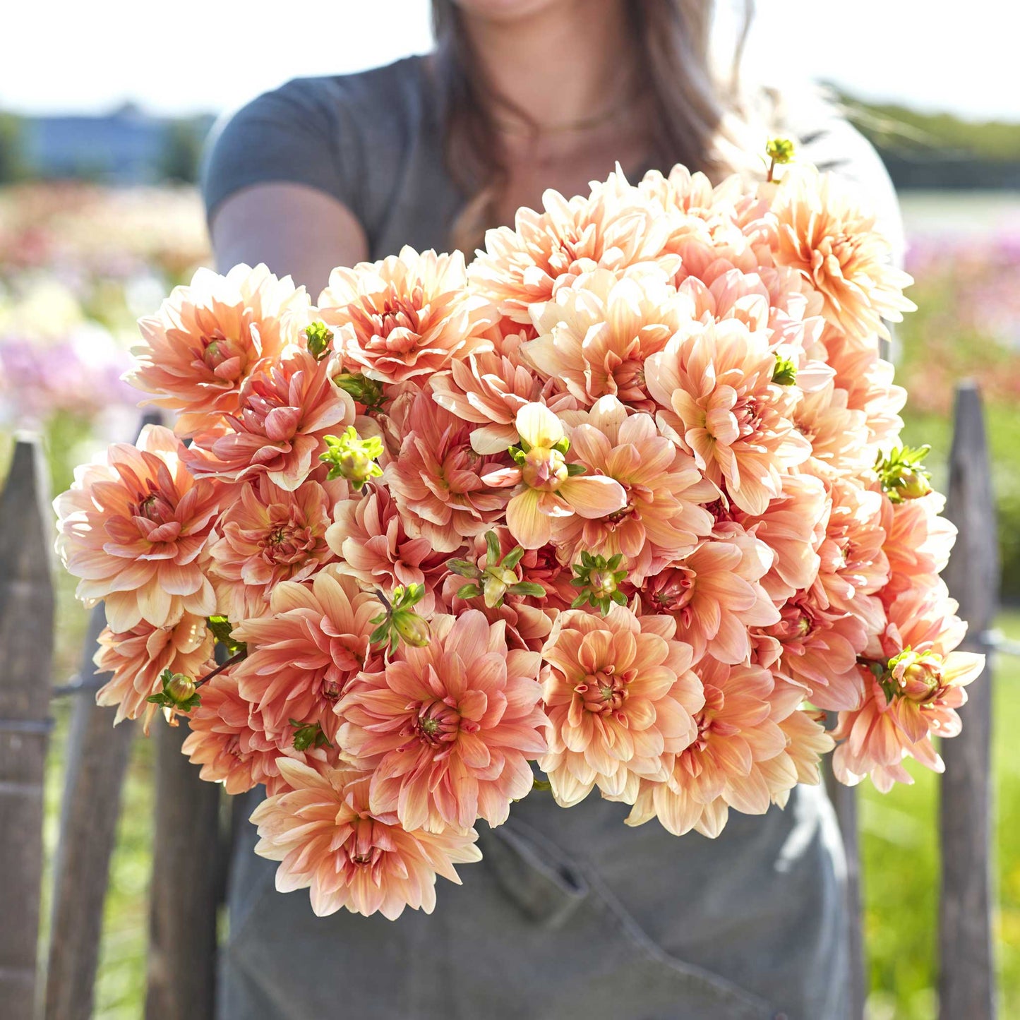 A person holding a bouquet of Apricot Desire dahlia flowers in a garden setting.