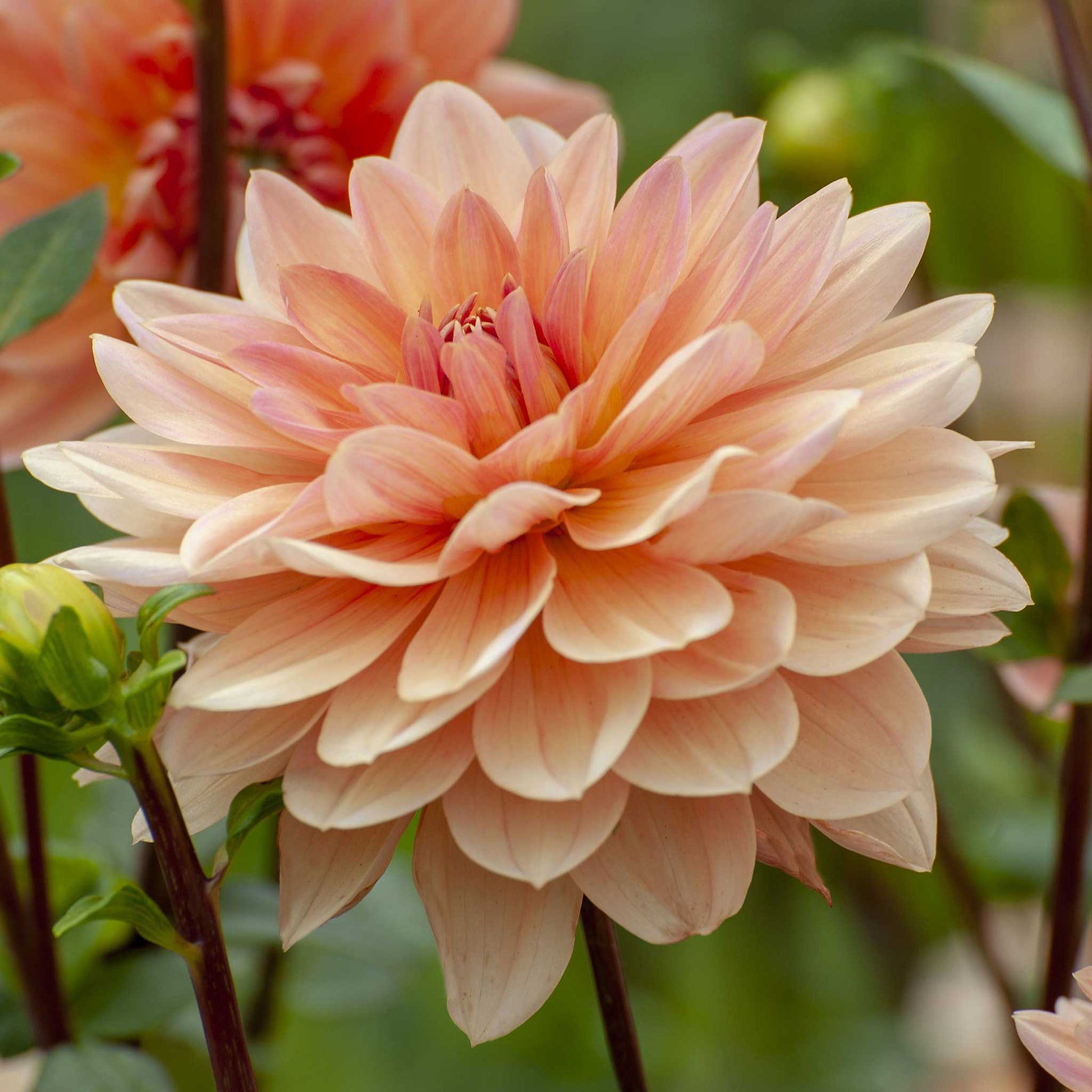 A close-up shot of a single Apricot Desire Dahlia flower, showcasing its delicate petals and vibrant colors.