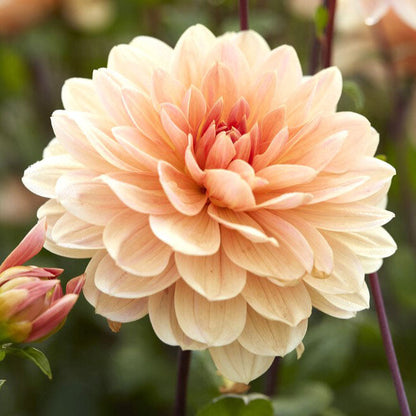 A close-up shot of a single Apricot Desire Dahlia flower, showcasing its delicate petals and vibrant colors.