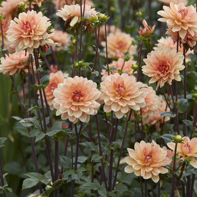 Apricot Desire dahlia blooms growing together showing their orange petals and green stems and leaves.