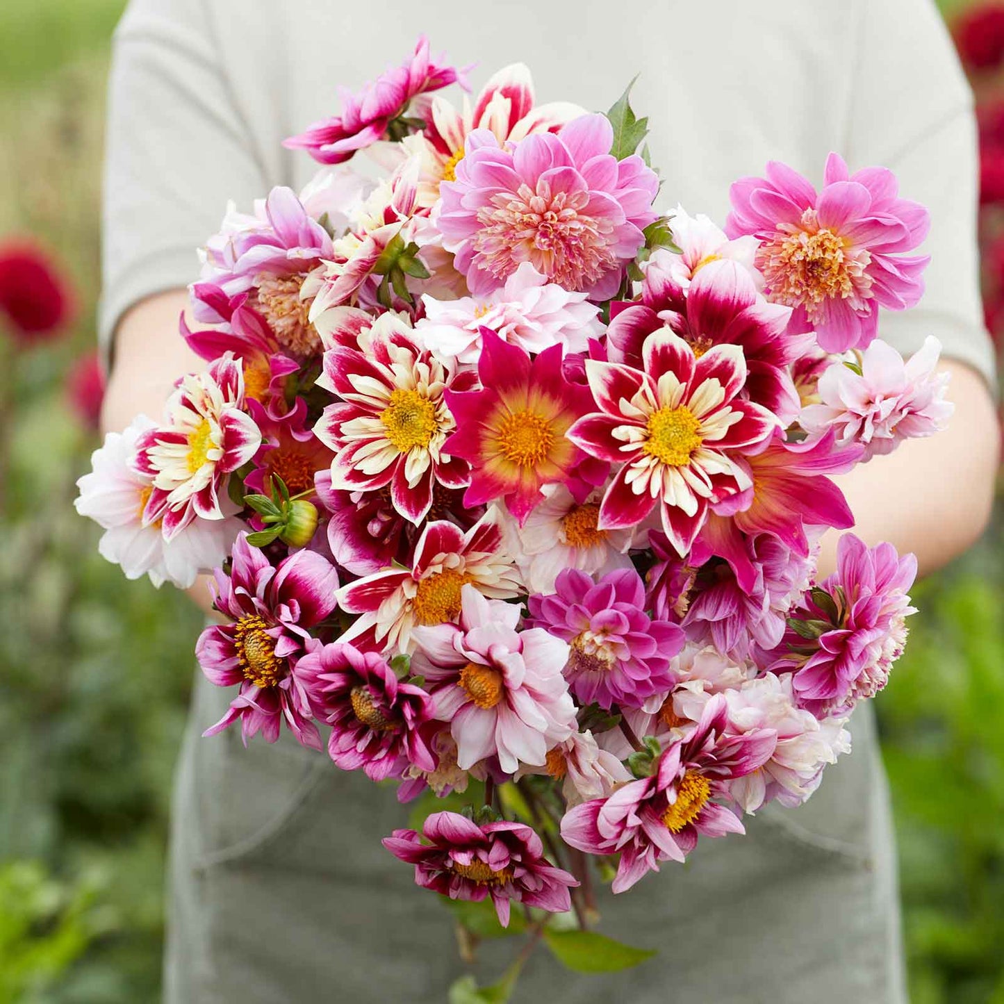 A person holding a bouquet of Bee and Butterfly Mix dahlia flowers in a garden setting.