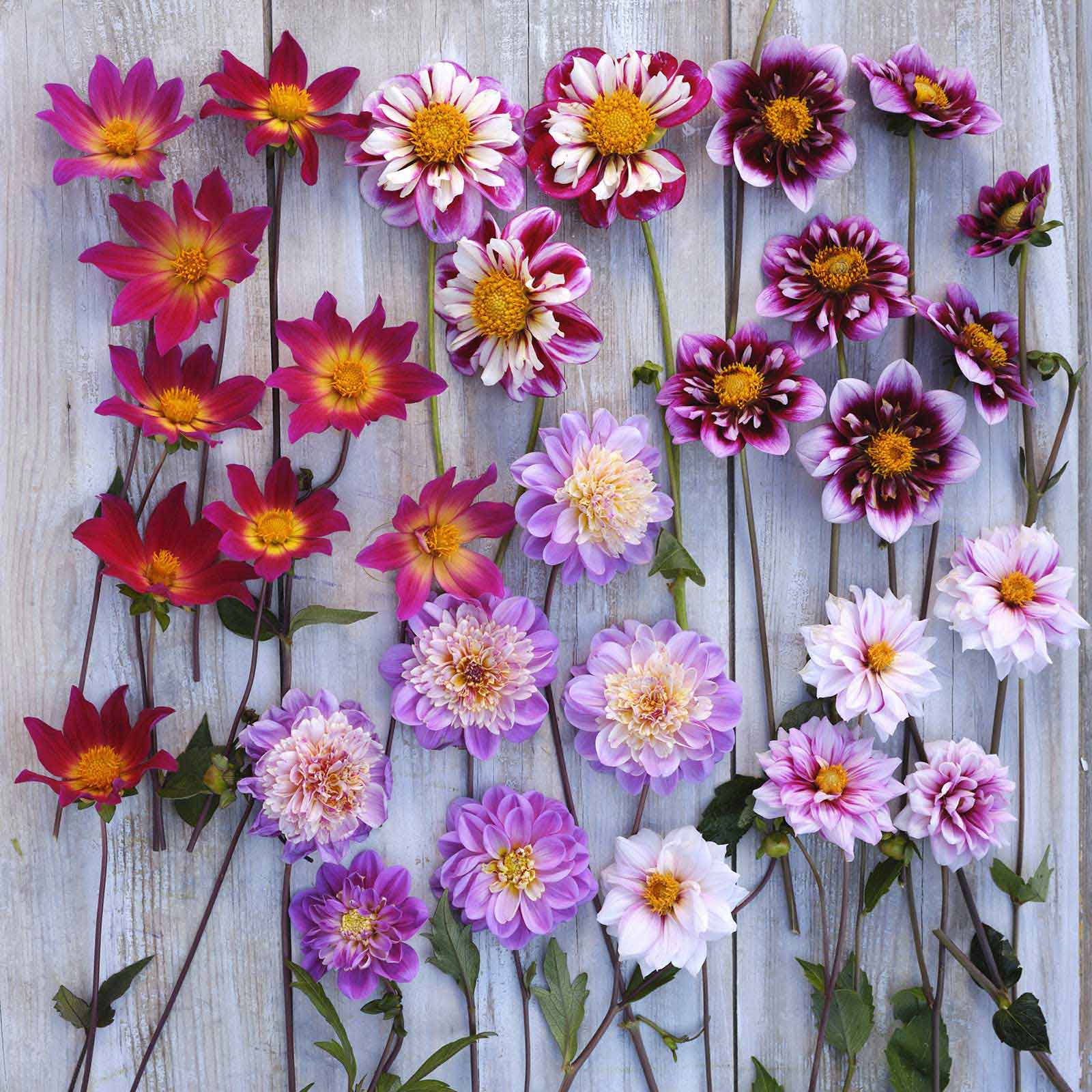 Bee and Butterfly Mix Dahlias freshly picked displayed on a wooded surface.