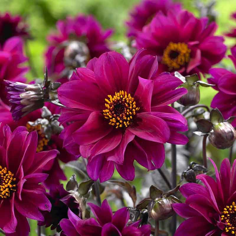 A close-up shot of a single Bishop of Canterbury Dahlia flower, showcasing its delicate petals and vibrant colors.