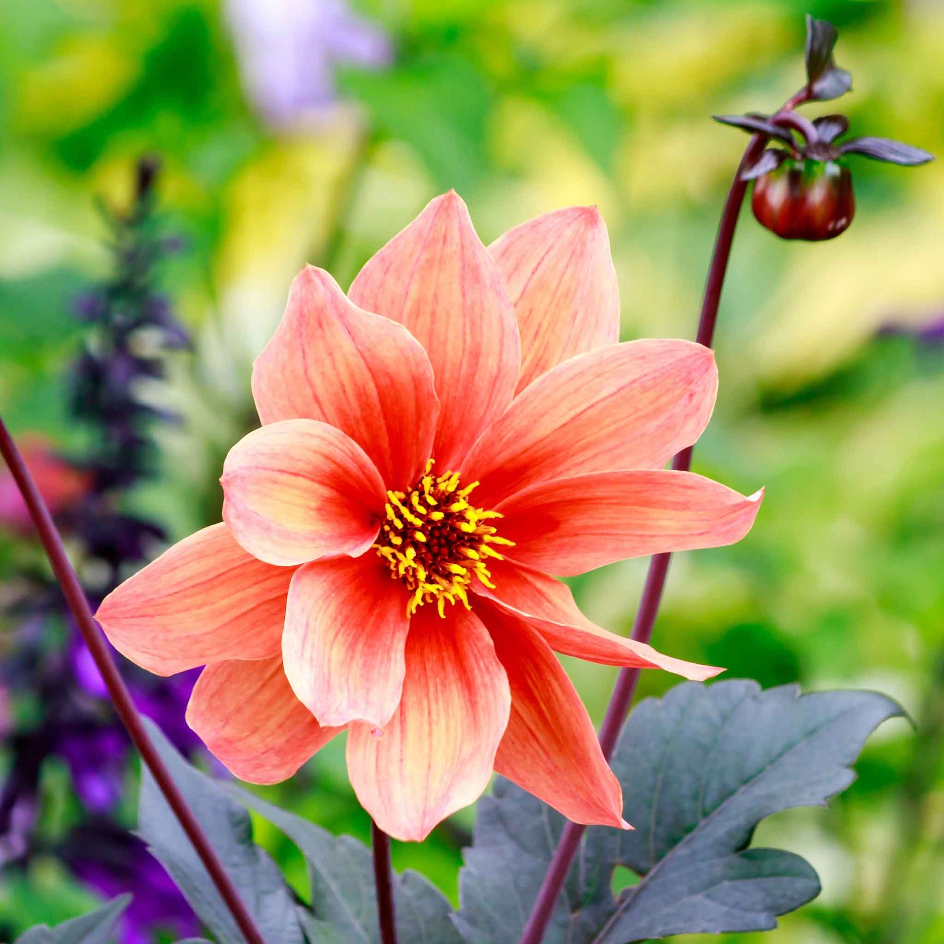 Orange dahlia bishops children bloom with dark foliage against a blurred green background.