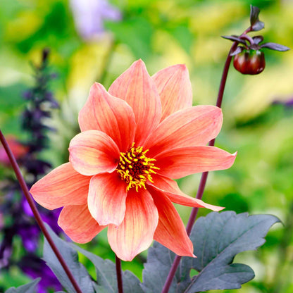 Orange dahlia bishops children bloom with dark foliage against a blurred green background.