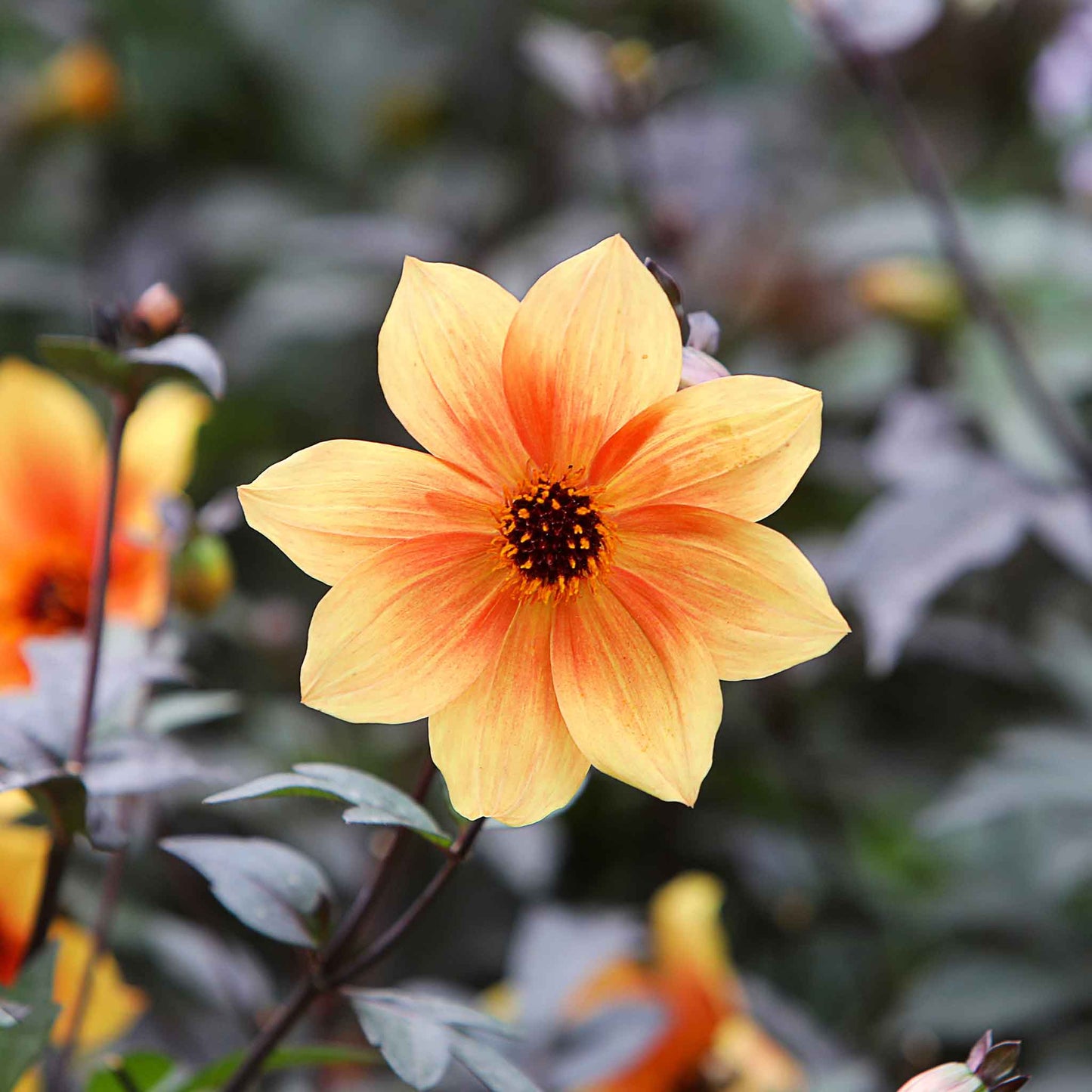 Red-orange dahlia bishops children bloom against a blurred dark foliage background.