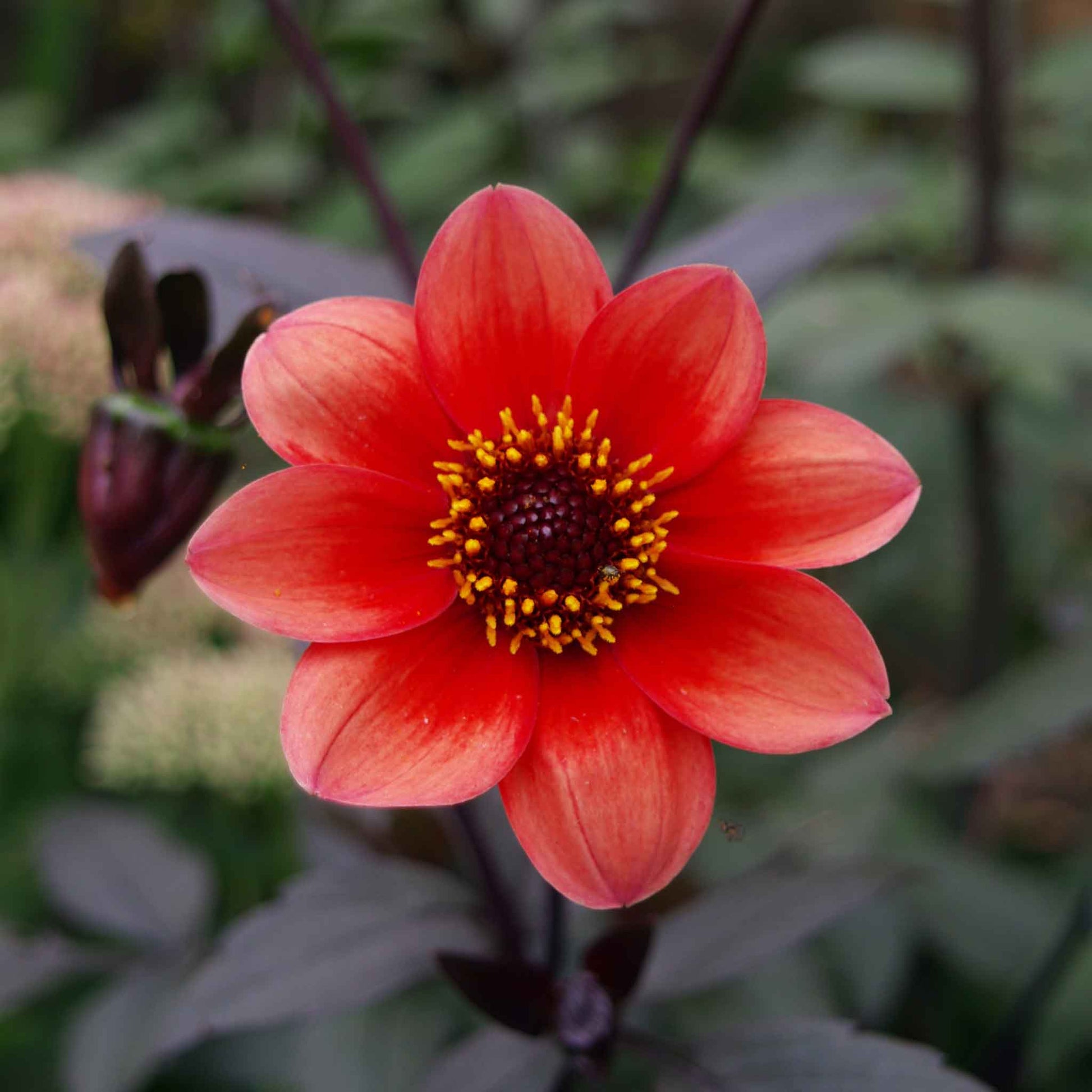 Deep red dahlia bishops children flower against a blurred dark foliage background.