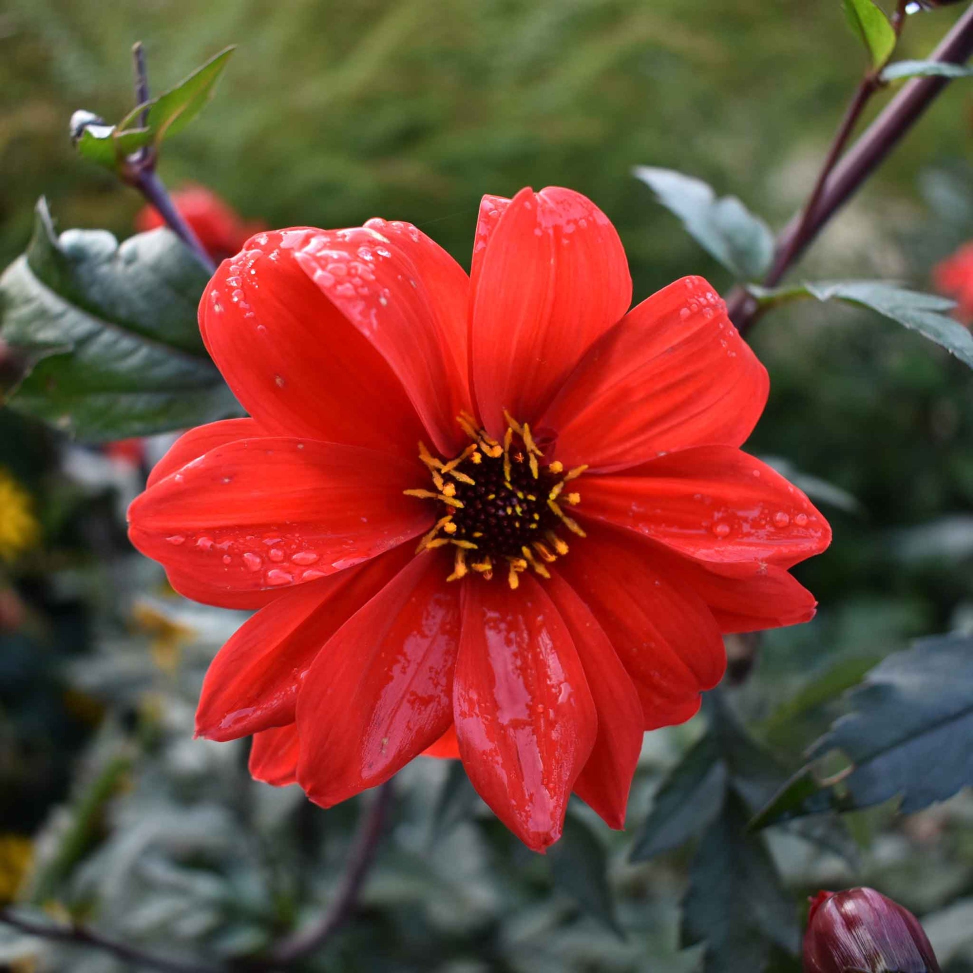Bright red dahlia bishops children flower against a blurred dark foliage background.