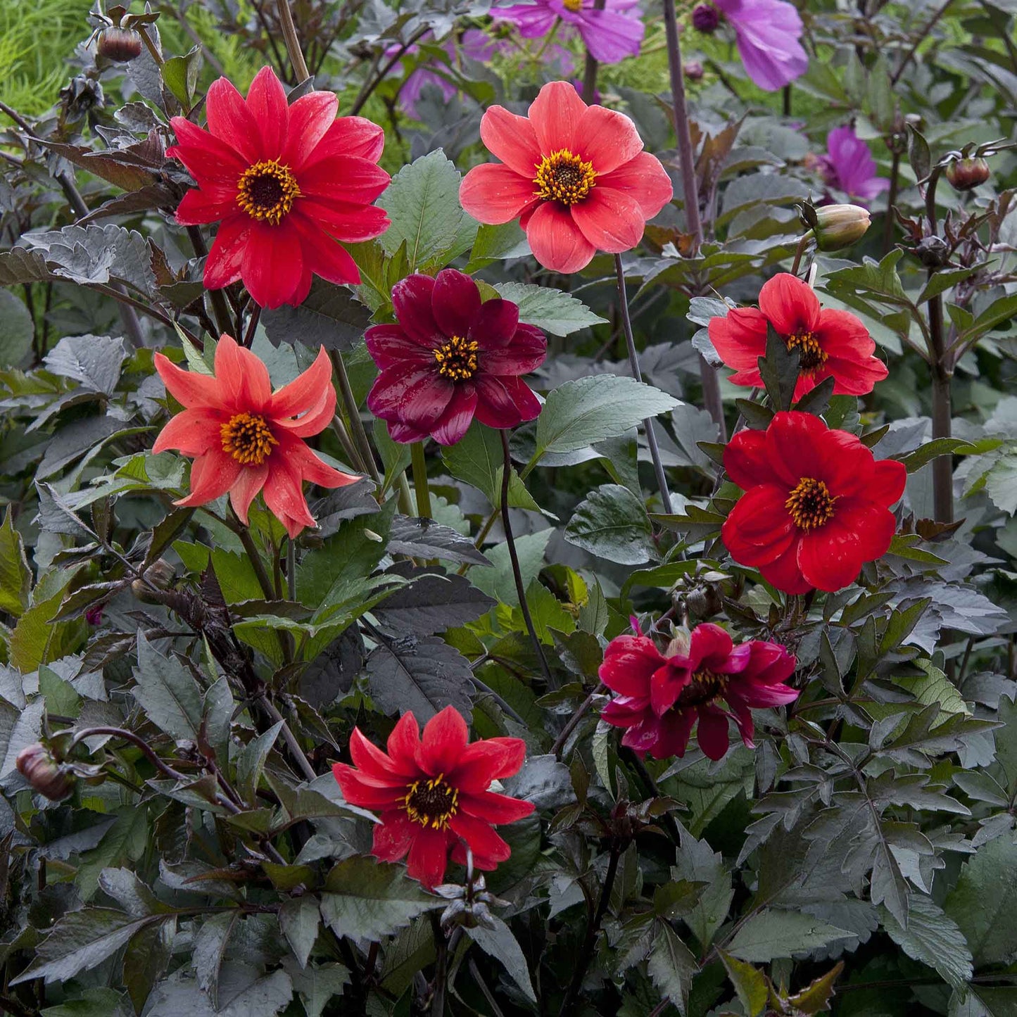 Dark red dahlia bishops children flower with yellow center against a dark leafy background.