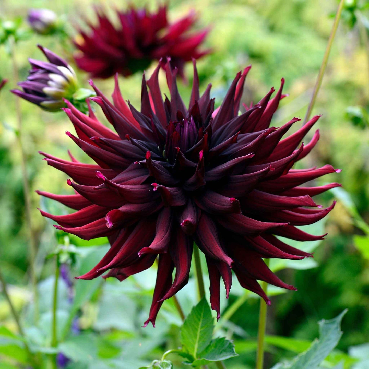 A close-up shot of a single Black Narcissus Dahlia flower, showcasing its delicate petals and vibrant colors.