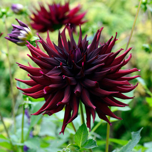 A close-up shot of a single Black Narcissus Dahlia flower, showcasing its delicate petals and vibrant colors.