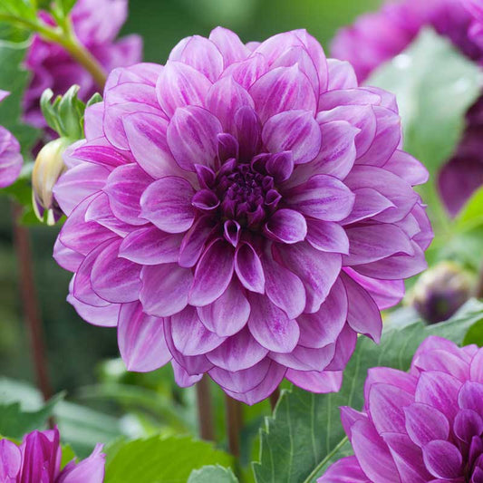 Blue Bell decorative dahlia close-up with layered violet-purple petals and a dark center