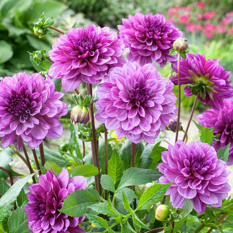 Dahlia Blue Bell flower in full bloom, showcasing vibrant petals and a clear view of its center. | copyright: Floramedia UK Ltd