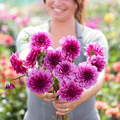 A person holding a bouquet of Blue Bell dahlia flowers in a garden setting.
