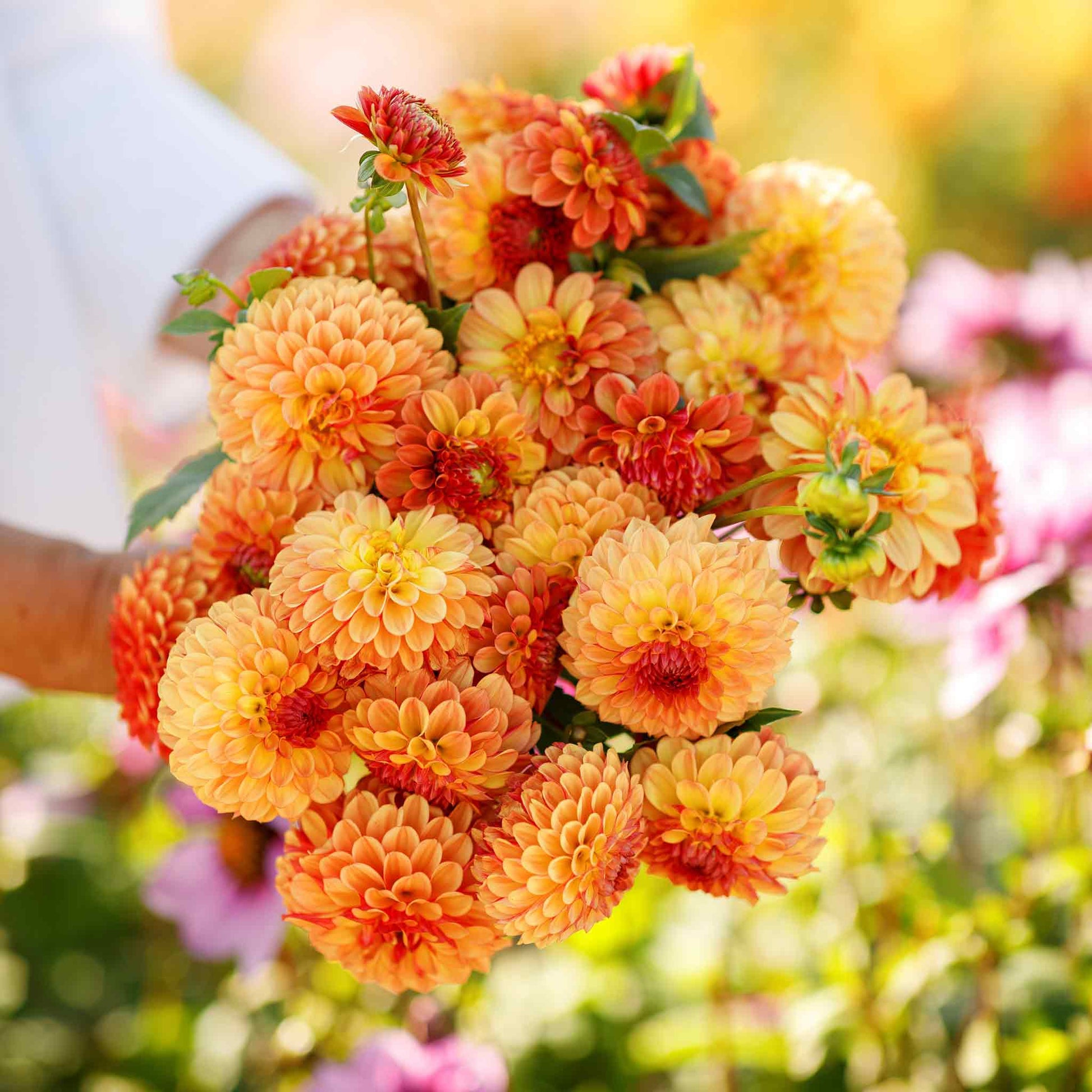 A person holding a bouquet of Bonanza dahlia flowers in a garden setting.