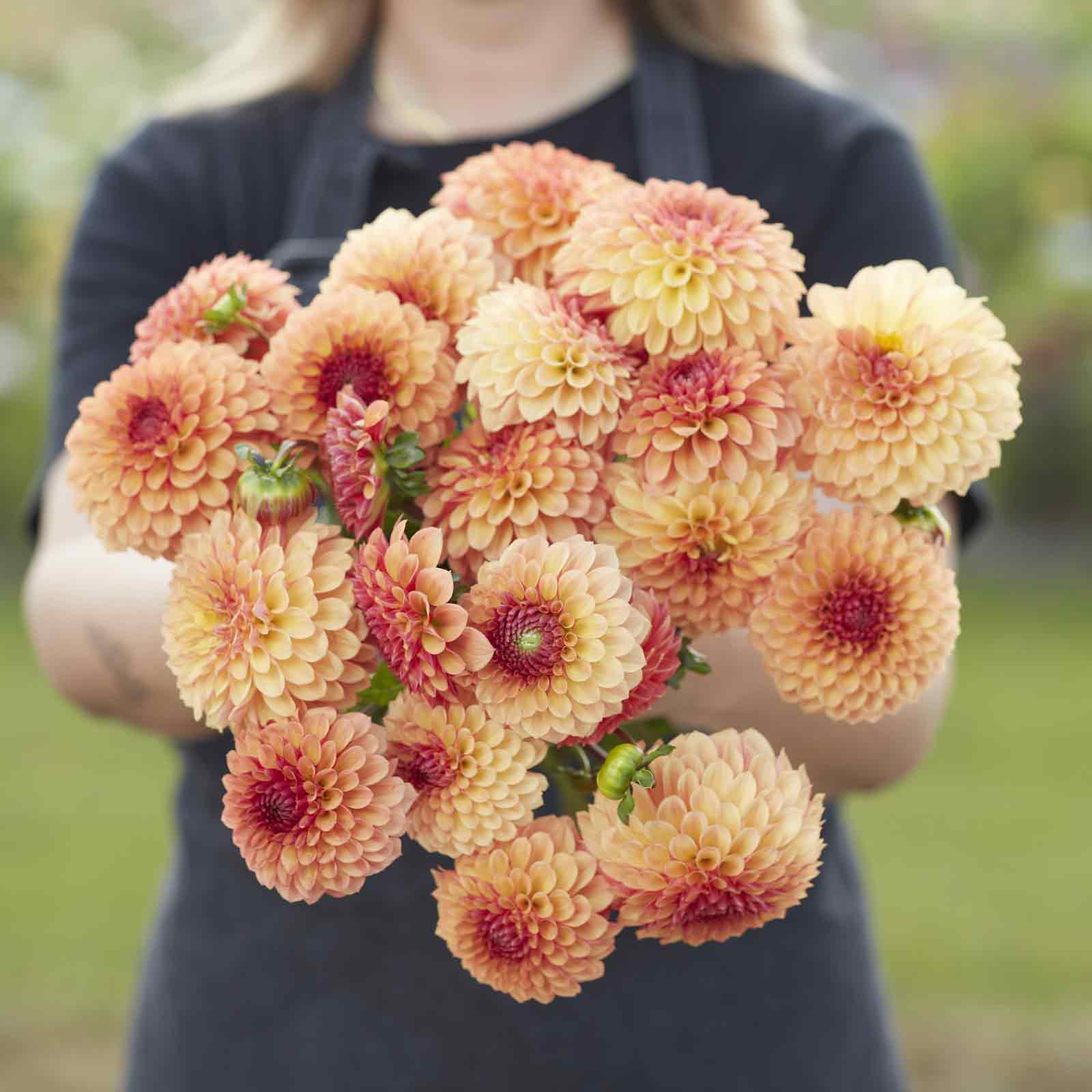 A person holding a bouquet of Bonanza dahlia flowers in a garden setting.