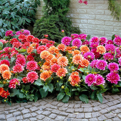 Border Mix dahlia blooms along a brick walkway with vibrant colors.