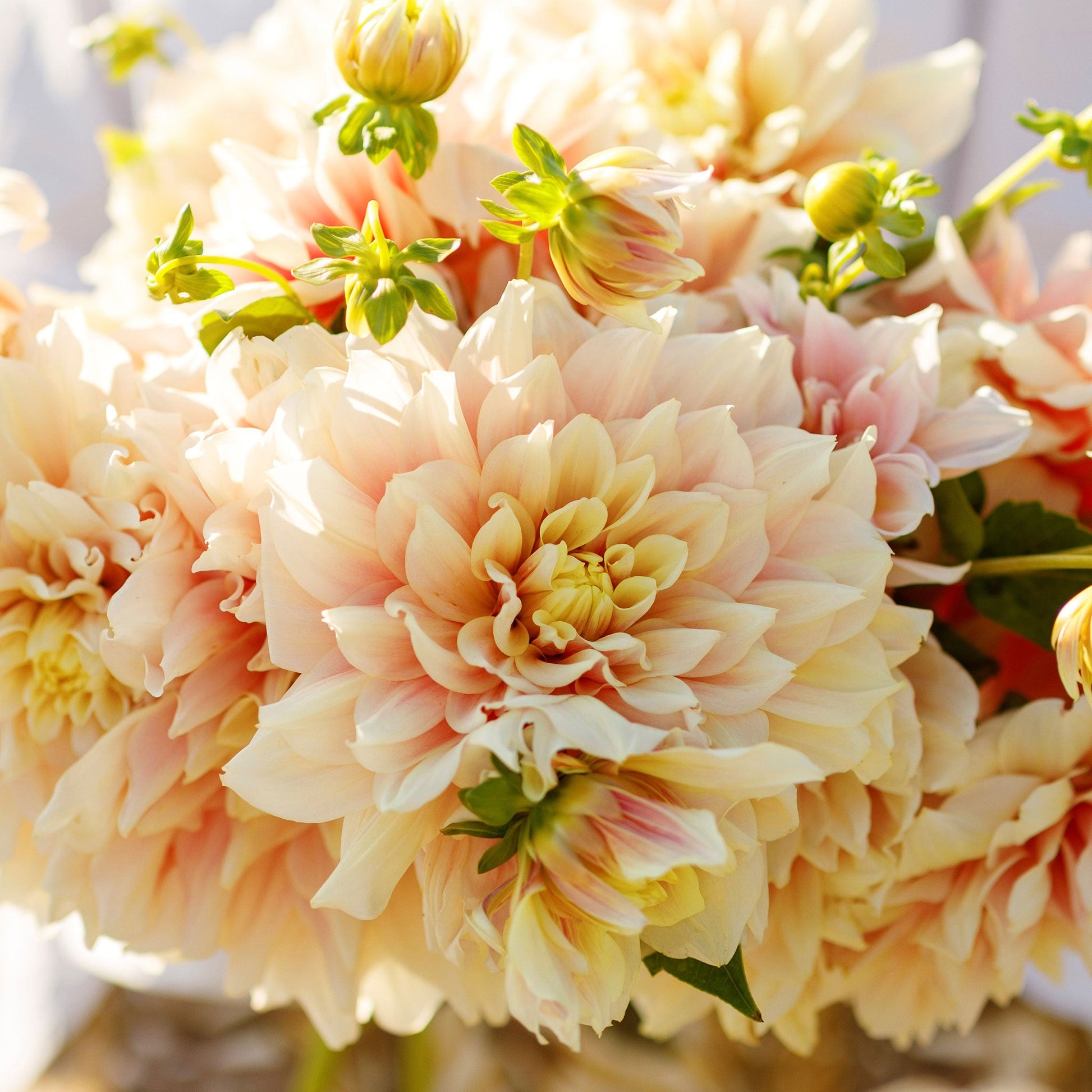 A close-up shot of Break Out Dahlia flowers, showcasing their delicate petals and vibrant colors.