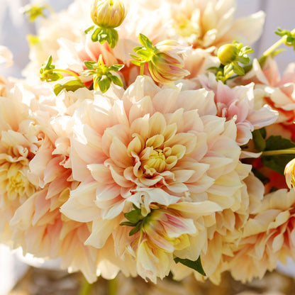 A close-up shot of Break Out Dahlia flowers, showcasing their delicate petals and vibrant colors.