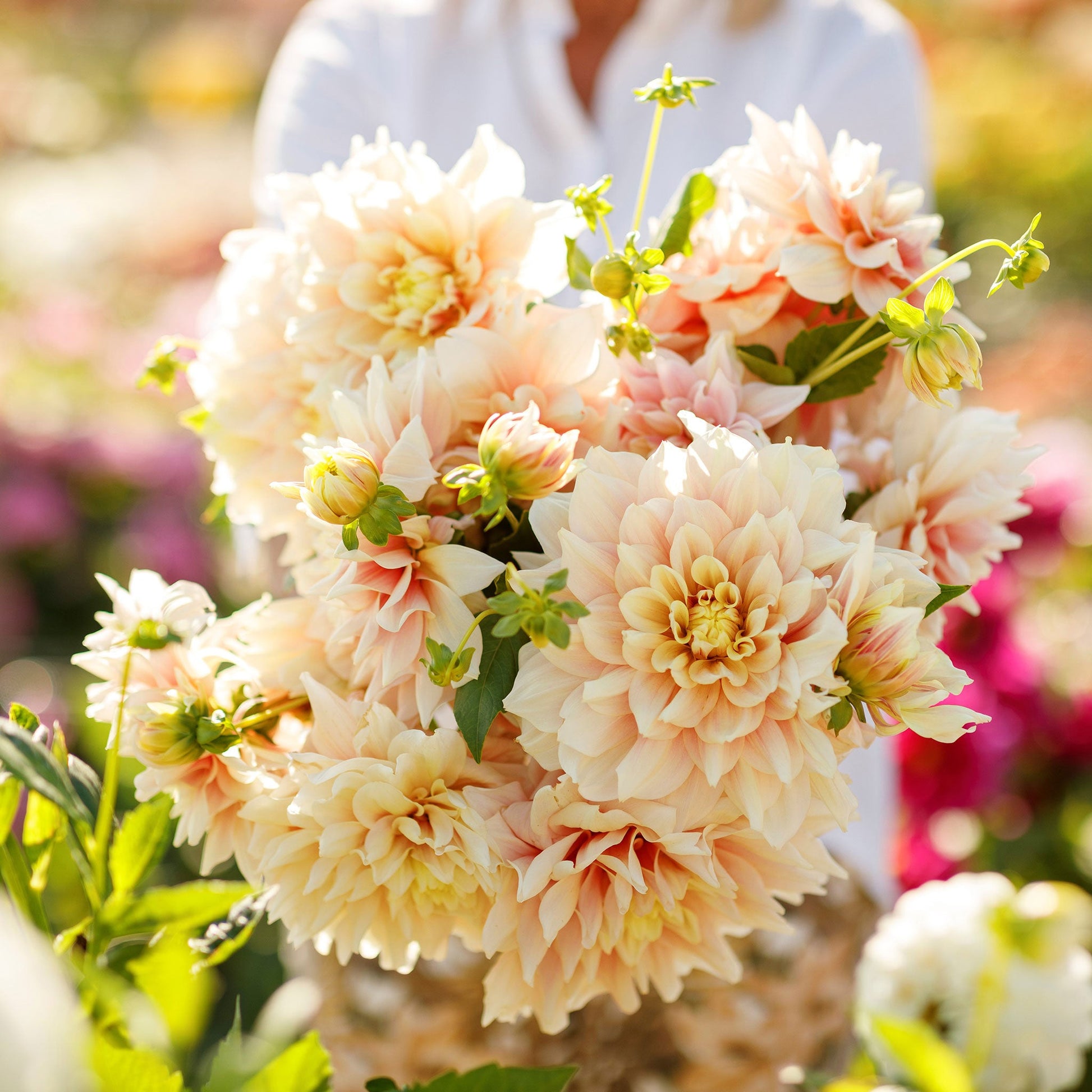 A person holding a bouquet of Break Out dahlia flowers in a garden setting.