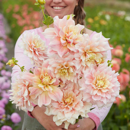 A person holding a bouquet of Break Out dahlia flowers in a garden setting.