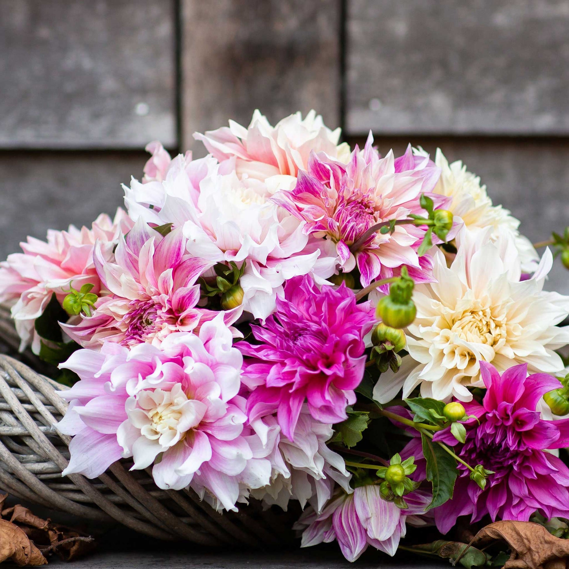 Bridal Bouquet Mix dahlia bouquet showing the vibrant red, white, yellow, and pink colors.