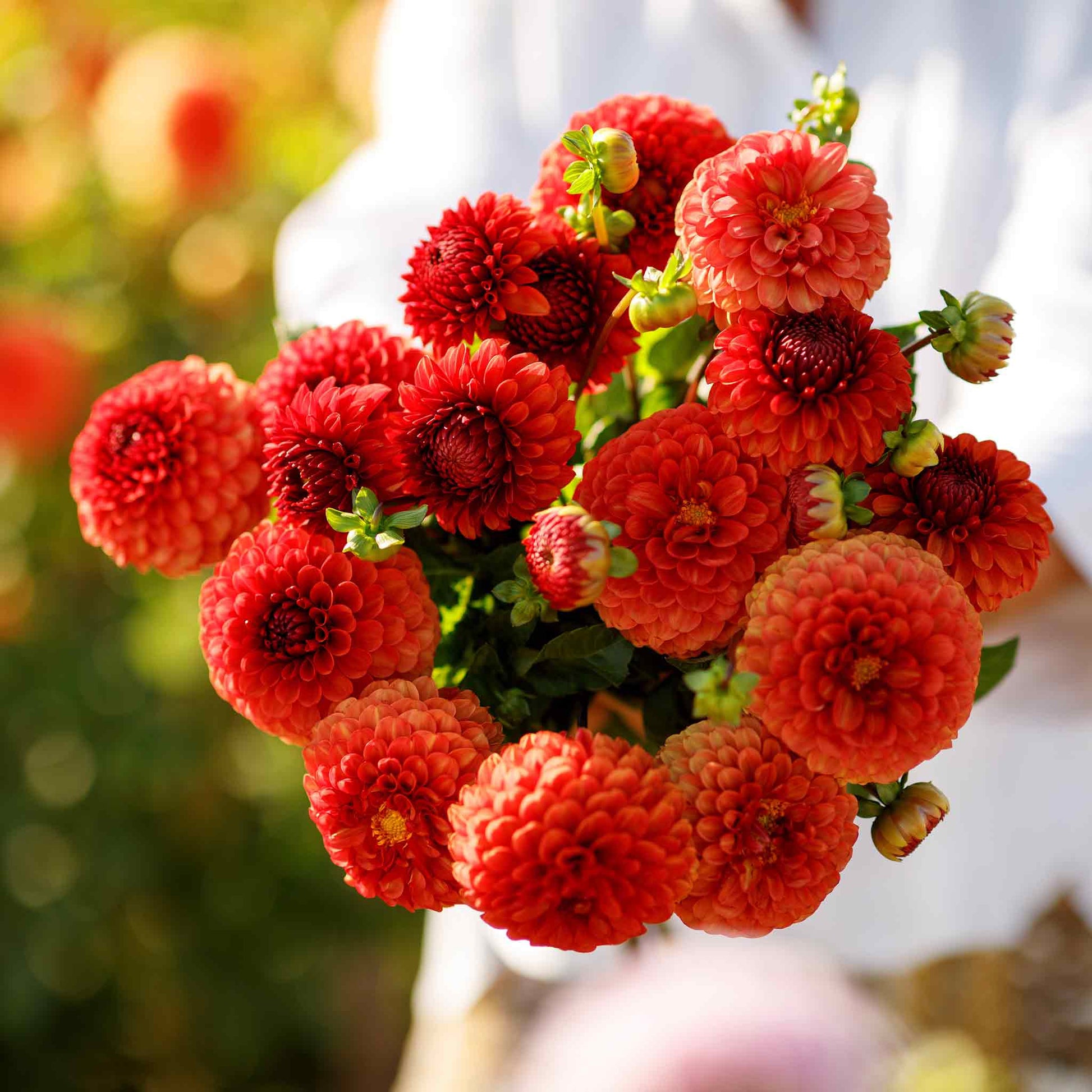 A person holding a bouquet of Brown Sugar dahlia flowers in a garden setting.