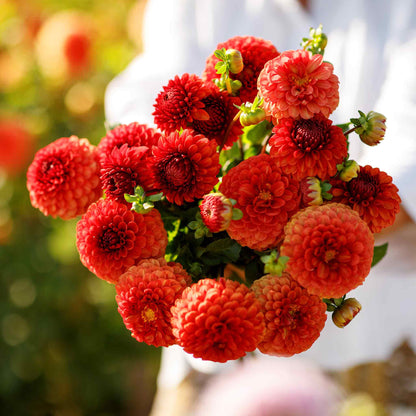A person holding a bouquet of Brown Sugar dahlia flowers in a garden setting.