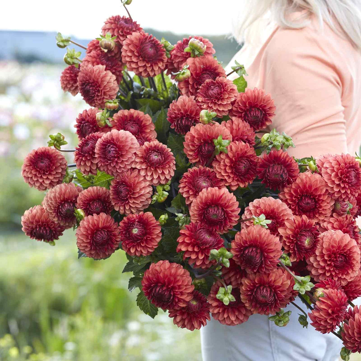 A person holding a bouquet of Brown Sugar dahlia flowers in a garden setting.