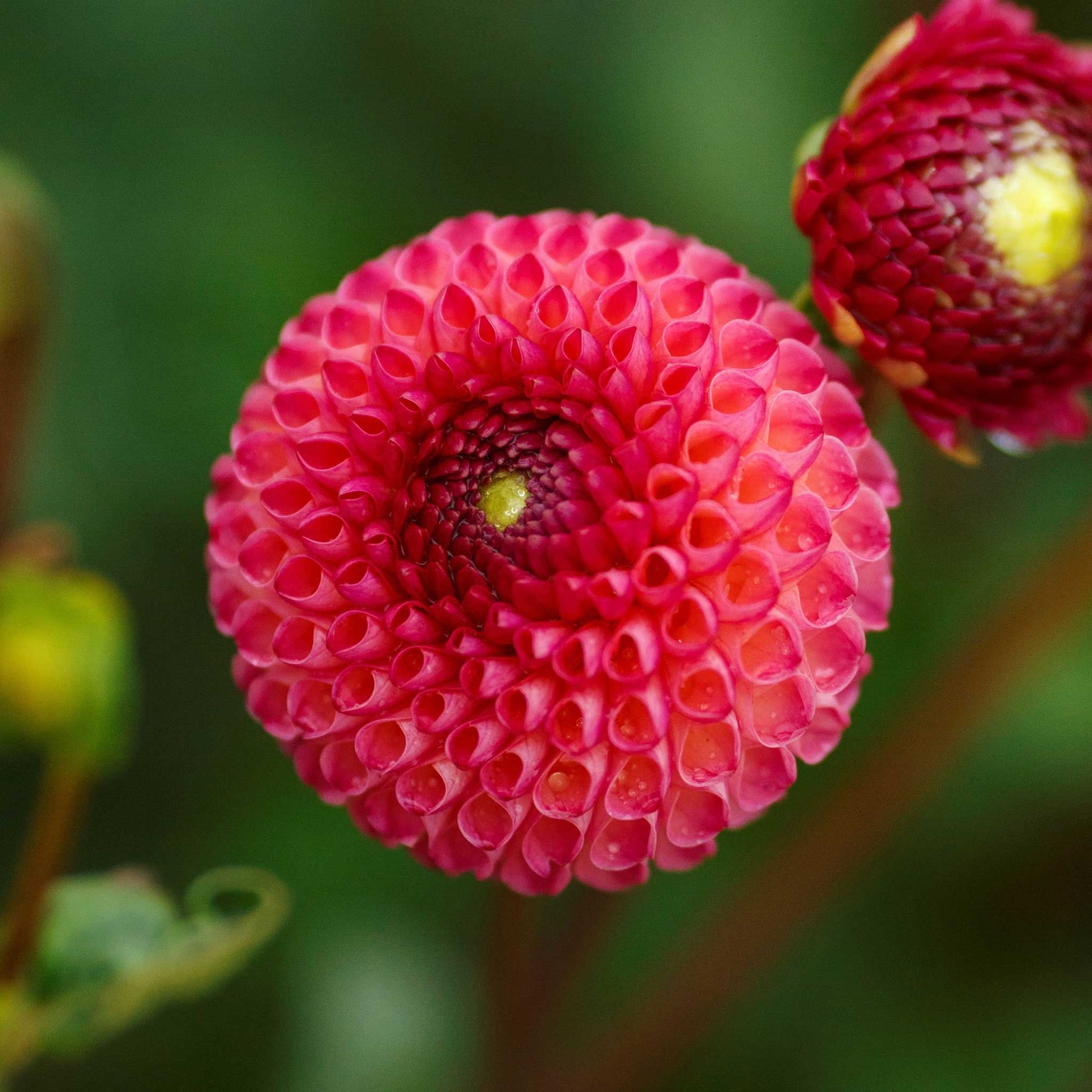 A close-up shot of a single Burlesca Dahlia flower, showcasing its delicate petals and vibrant colors.