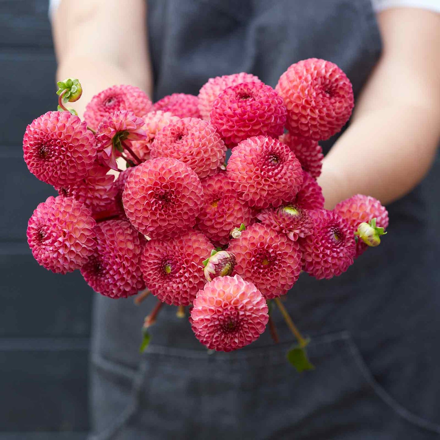 A person holding a bouquet of Burlesca dahlia flowers in a garden setting.