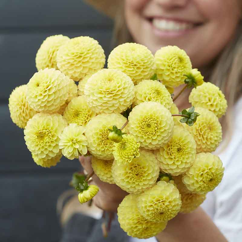 A person holding a bouquet of Buttercup Mix dahlia flowers in a neutral setting.