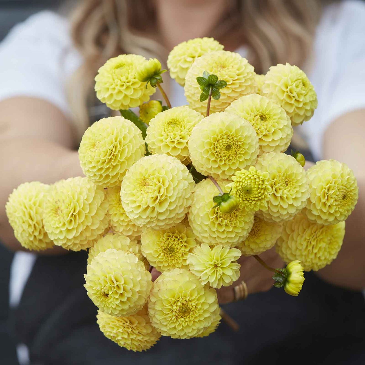 A person holding a bouquet of Buttercup dahlia flowers in a garden setting.