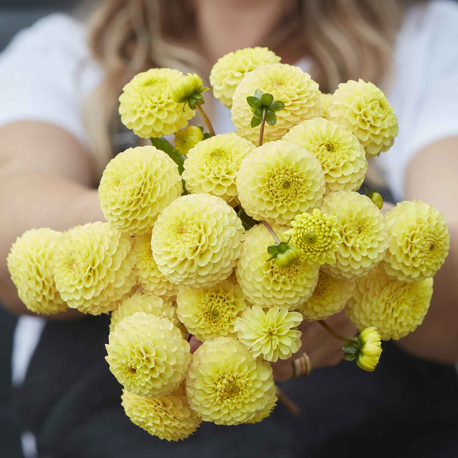 A person holding a bouquet of Buttercup dahlia flowers in a garden setting.