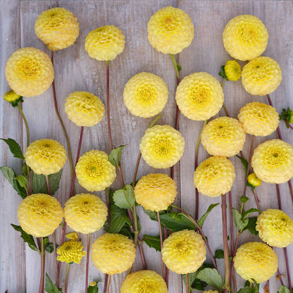 Buttercup Dahlias freshly picked displayed on a wooded surface.