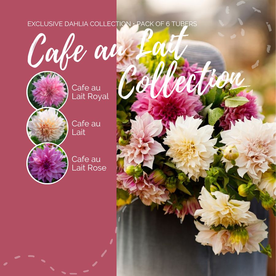 A graphic showing the individual contents of the Cafe Au Lait Collection with a close up of a bouquet next to it.