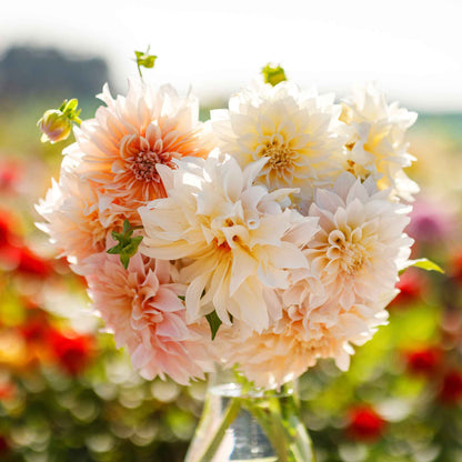 Cafe au Lait Mix dahlia bouquet showing the vibrant white, pink, and cream colors.