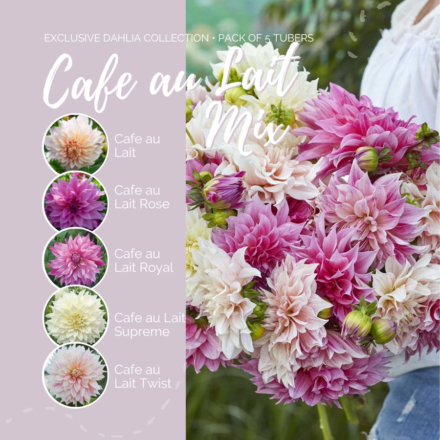 A graphic showing the individual contents of the Cafe Au Lait Mix with a close up of a bouquet next to it.