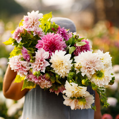 A person holding a bouquet of Cafe Au Lait Collection dahlia flowers in a garden setting.