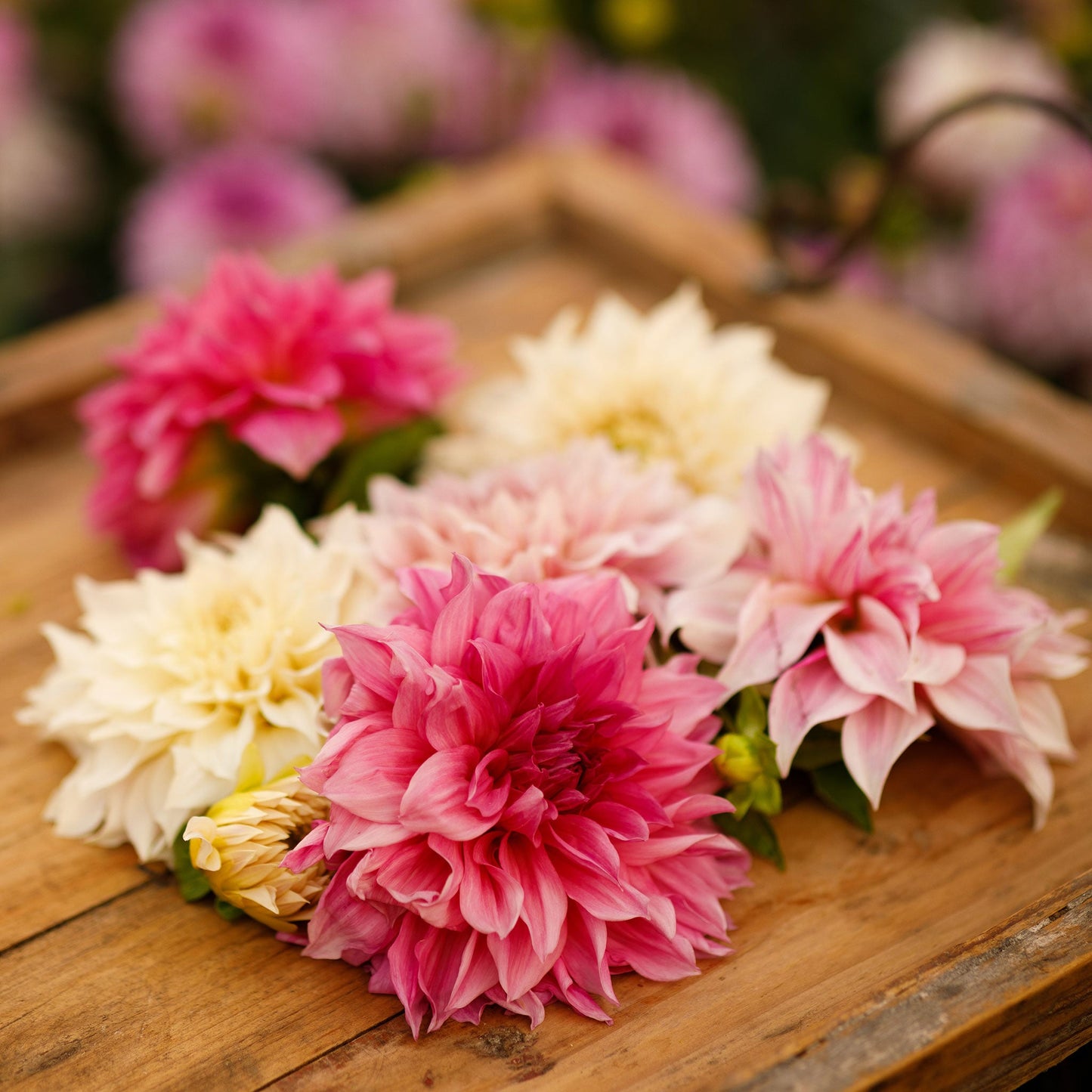 Close up of Cafe au Lait Collection dahlia bouquet showing the vibrant red and yellow colors on a wooden table.