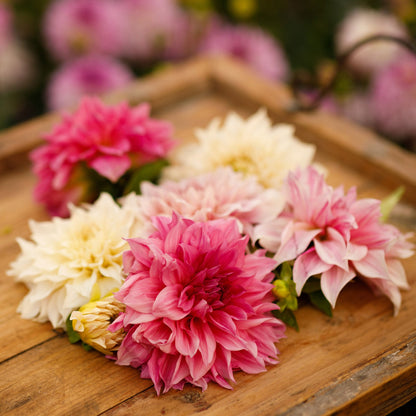 Close up of Cafe au Lait Collection dahlia bouquet showing the vibrant red and yellow colors on a wooden table.
