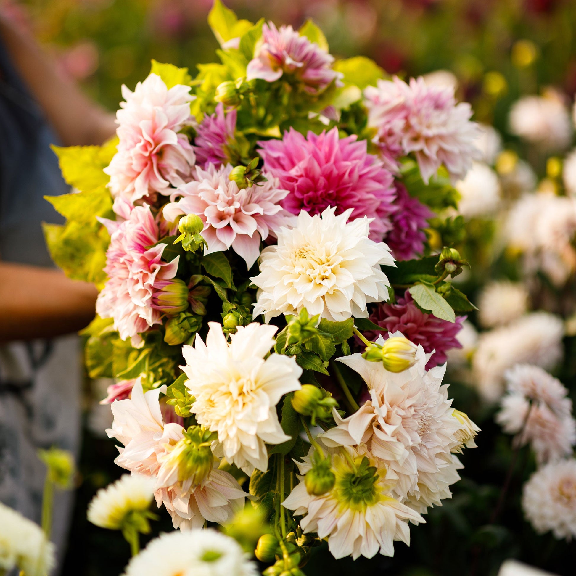 A person holding a bouquet of Cafe Au Lait Collection dahlia flowers in a garden setting.