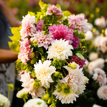 A person holding a bouquet of Cafe Au Lait Collection dahlia flowers in a garden setting.