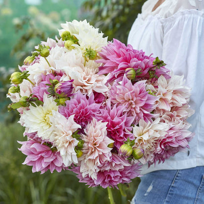 A person holding a bouquet of Cafe au Lait Mix dahlia flowers in a garden setting.