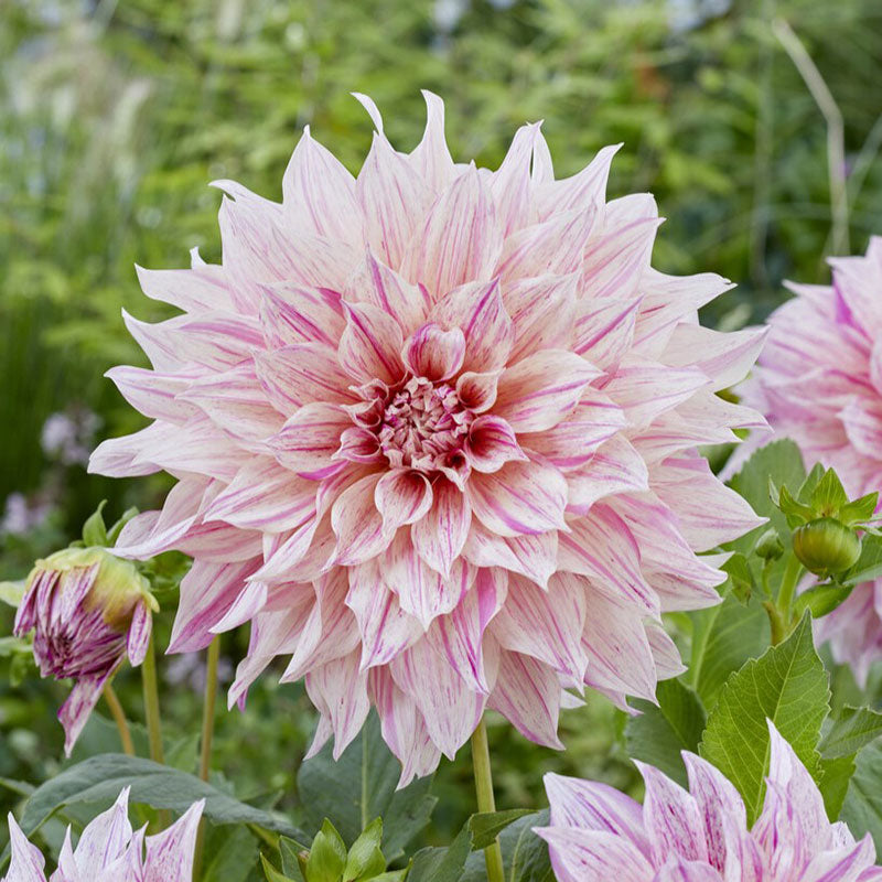 A close-up shot of a single Cafe au Lait Mix Dahlia flower, showcasing its delicate petals and vibrant colors.