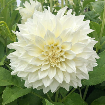 A close-up shot of a single Cafe au Lait Mix Dahlia flower, showcasing its delicate petals and vibrant colors.